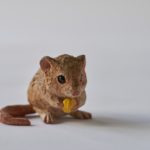 はしもとみお 木彫展  ～いきものたちとの旅～